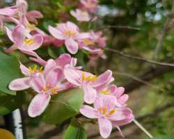 A number of woody plants survive in the area, despite its extreme climate which is hot summers and cold snowy winters.